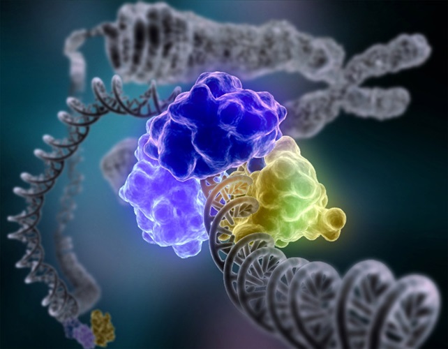 DNA Repair by Tom Ellenberger from <a href="https://web.archive.org/web/20061001183925/http:/www.nigms.nih.gov/Publications/Biobeat/">National Institute of General Medical Science</a> / <a href="https://creativecommons.org/publicdomain/mark/1.0/">CC-PD-MK</a>