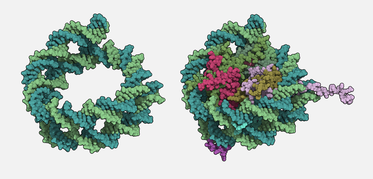 <strong>LEFT</strong> A short coil of DNA.<br /><strong>RIGHT</strong> That same coil of DNA, but wrapped around the positively-charged histones to form a nucleosome.