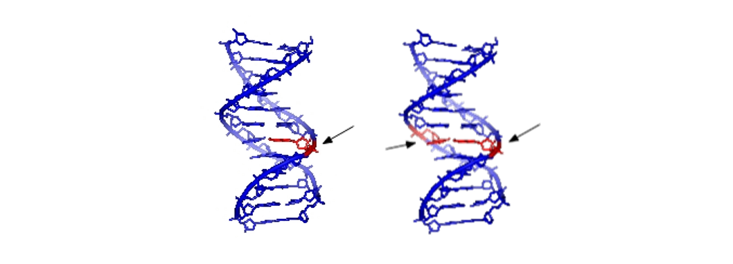 <strong>LEFT</strong> Single strand damage, wherein an incorrect base is inserted. <br /><strong>RIGHT</strong> Double stand DNA damage – both sides will require excision.<br />—<br />Single stranded and double stranded damage to DNA / <a href="https://creativecommons.org/licenses/by/3.0/legalcode">CC-BY-SA-3.0</a>