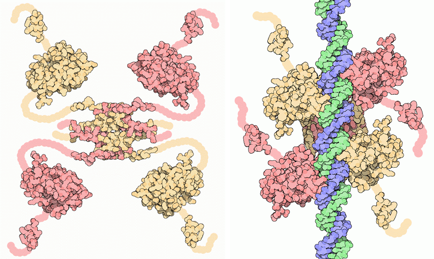 <strong>LEFT</strong> An illustration of a p53 molecule.<br /><strong>RIGHT</strong> A p53 model bound to a strand of DNA.<br />—<br /><a href="http://pdb101.rcsb.org/motm/31">David S. Goodsell & the RCSB PDB</a> / <a href="https://creativecommons.org/licenses/by/4.0/">CC BY 4.0</a>
